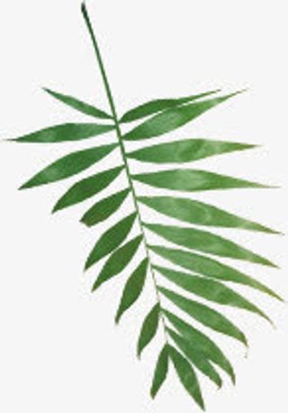 春天阳光下的清新绿叶装饰免抠