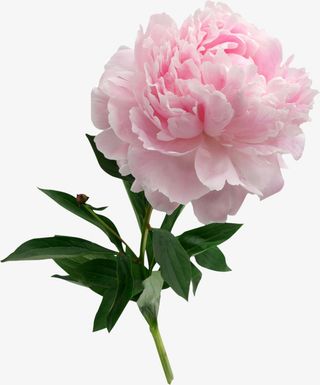 芍药花粉色花免抠