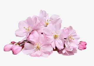 春日桃花免抠图免抠