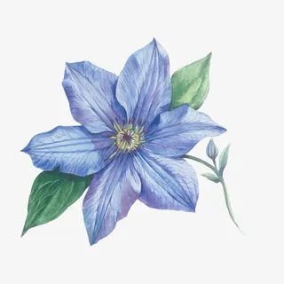 一朵盛开的紫藤免抠 一朵盛开的紫藤免抠