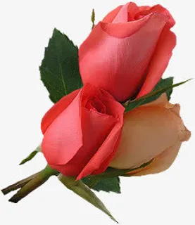三朵粉色玫瑰花免抠