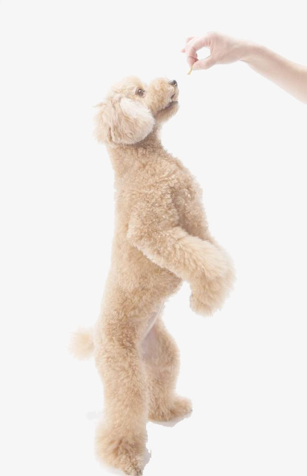玩具贵宾犬图片免抠