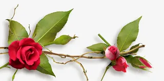 玫瑰--花之韵免抠