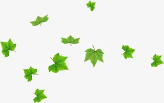飘舞的树叶元素免抠