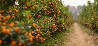 果园背景图高清