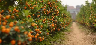 果园背景图高清