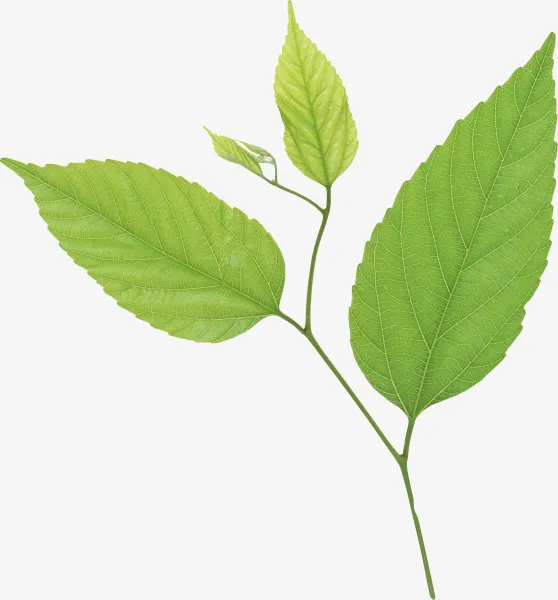 绿色开支植物叶子免抠