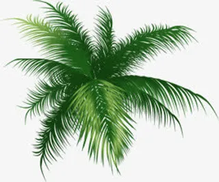 绿色清爽春天椰树免抠