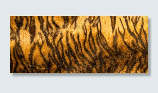 老虎背景高清 老虎背景高清