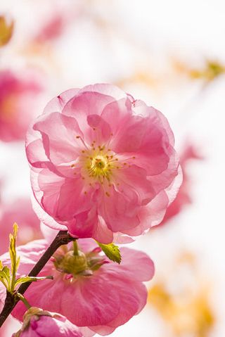 黄蕊粉色娇艳花朵免抠