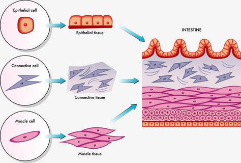 皮肤的组成免抠