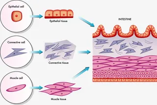皮肤的组成免抠