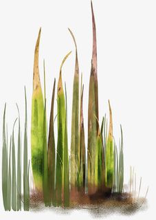 野草图片素材免抠