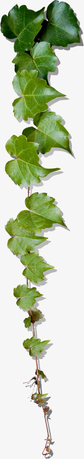 春天绿叶藤蔓清新装饰免抠