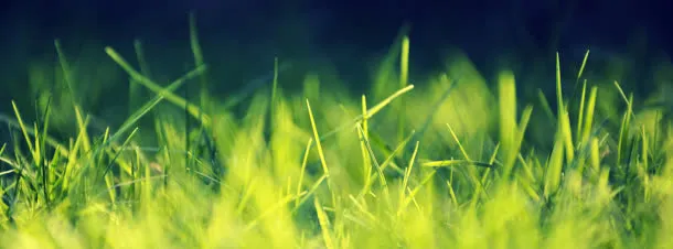 小清新绿草海报免抠