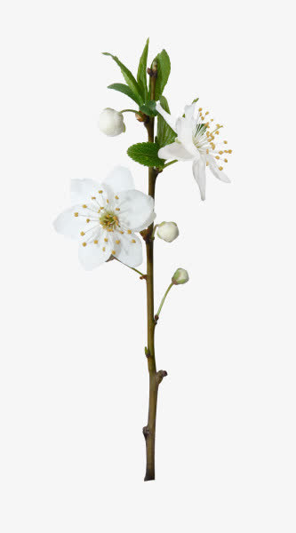 手绘白花树枝免抠