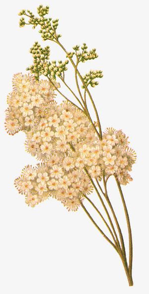 抽象花朵素材花卉图案素材 树枝免抠