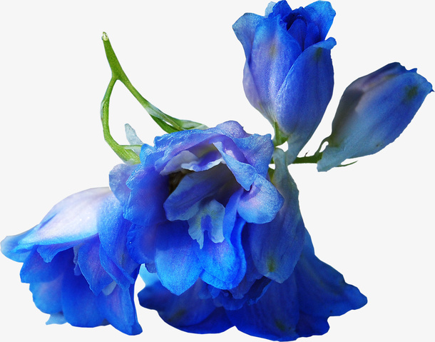 花卉免抠
