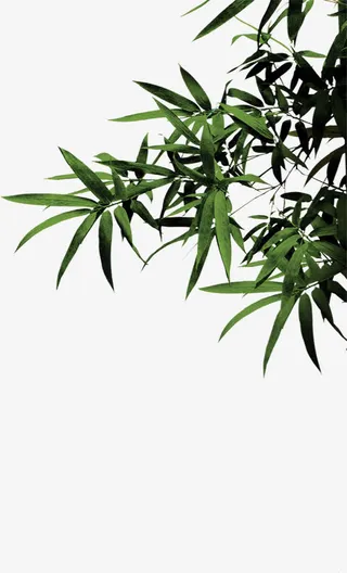 竹叶竹林风光装饰免抠节日端午节元素