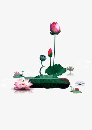 荷花素材免抠