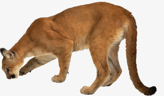 母狮免抠