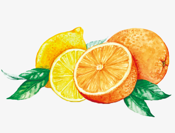 柑橘和柠檬绘画免抠