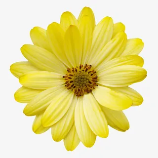 花朵海报背景鲜花元素