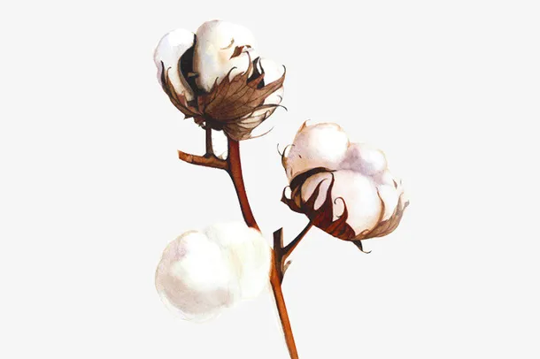 棉花枝干免抠