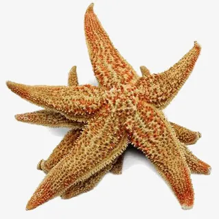 中药材海星免抠