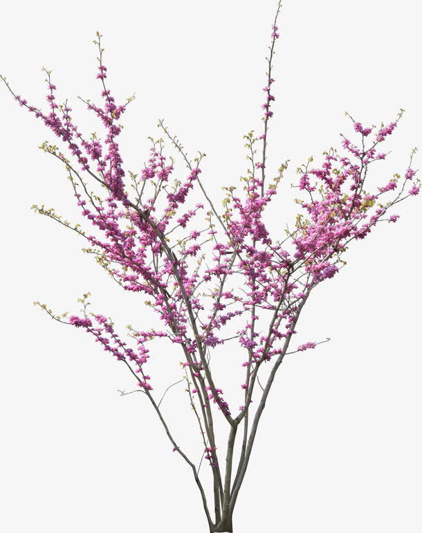 红色的桃花高清摄影合成免抠