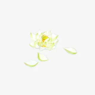 白色牡丹花瓣png素材免抠