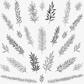 浪漫手绘树枝花纹免抠