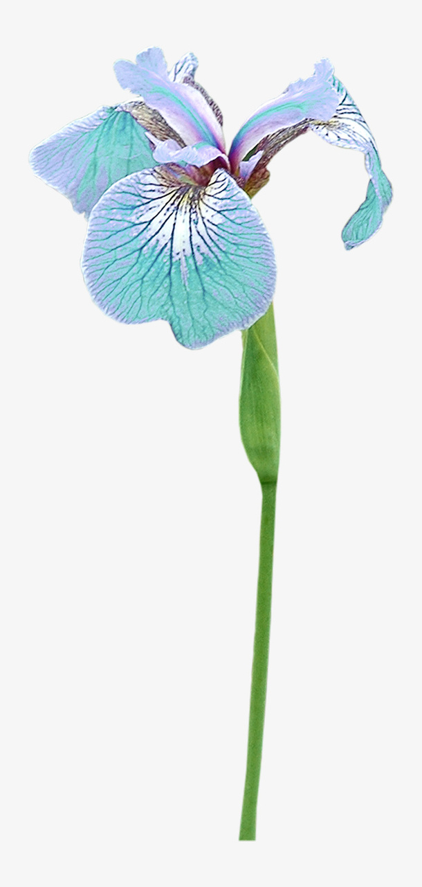 花卉免抠