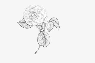 线描玫瑰花朵免抠