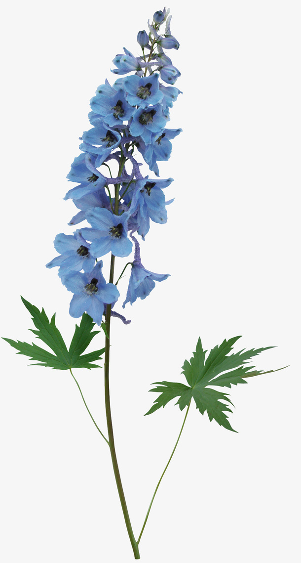 花卉免抠