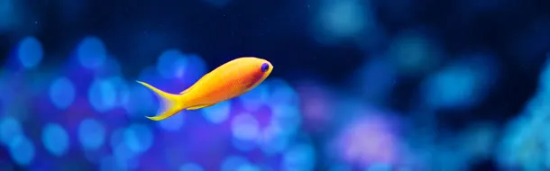 梦幻浪漫海底小鱼免抠