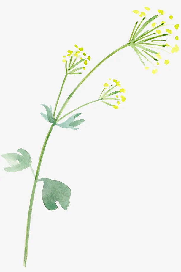 手绘蒲公英免抠