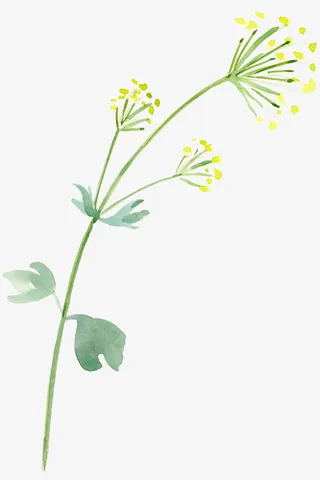 手绘蒲公英免抠