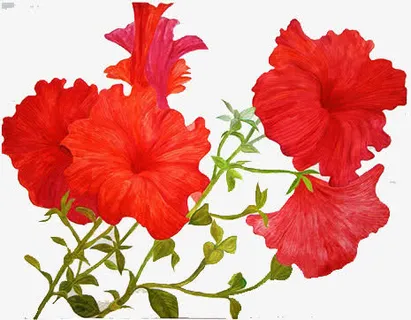 大红的花素材图片免抠