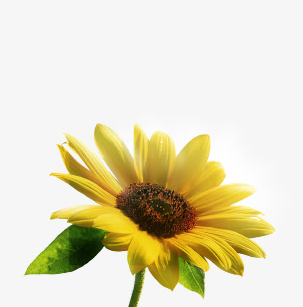 黄色卡通盛开向日葵花朵美景免抠