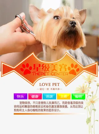宠物店宣传单星级美容免抠