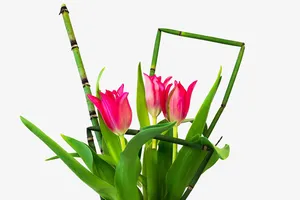 春天郁金香花束免抠