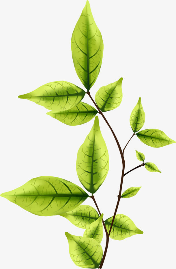 手绘叶子免抠