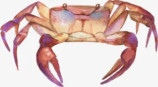 卡通装饰手绘海洋生物海报设计免抠