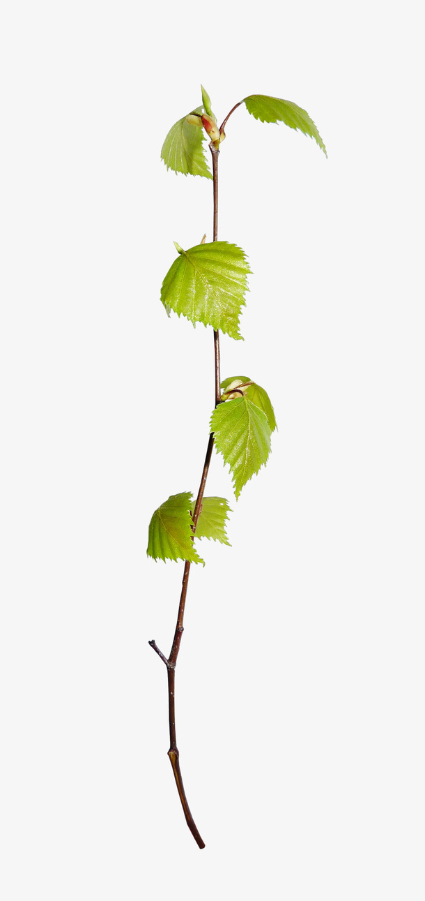 实物一绿葡萄树叶藤条免抠