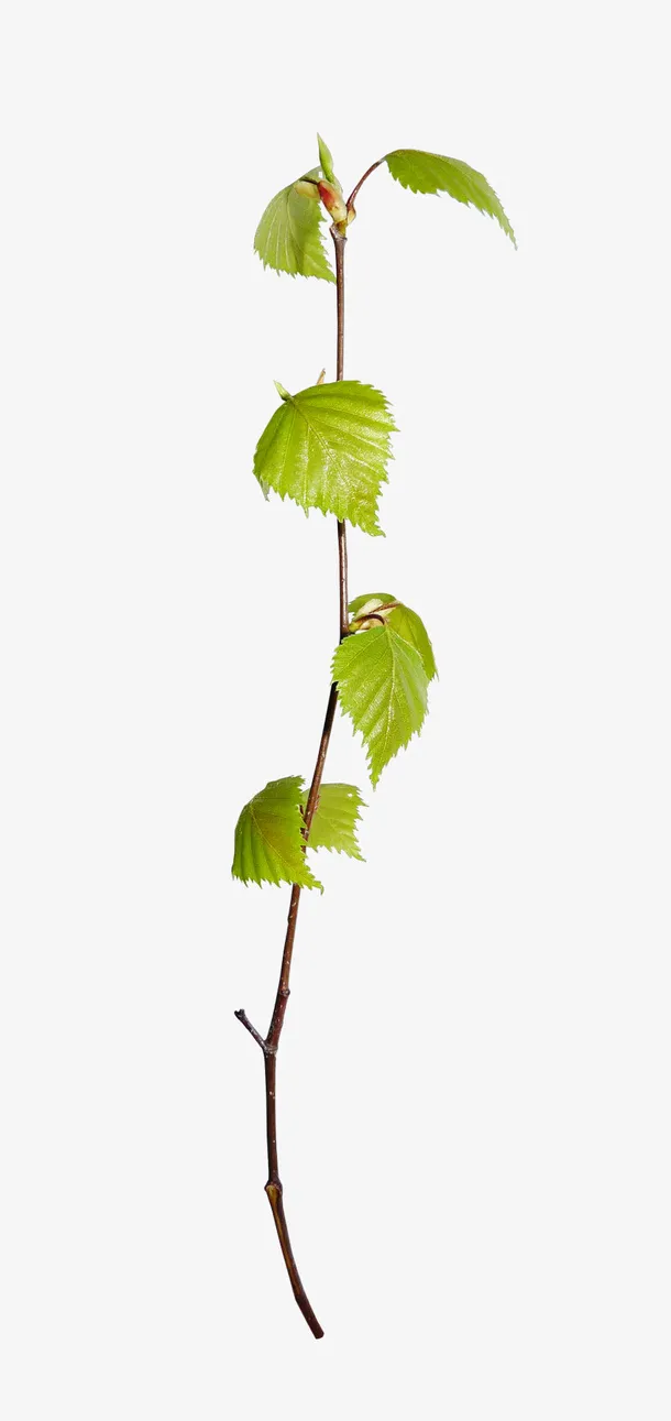 实物一绿葡萄树叶藤条免抠