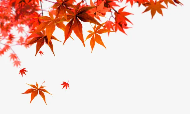 枫叶免抠