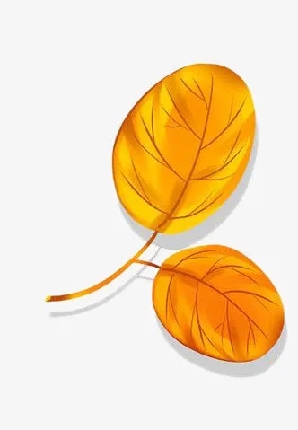 秋天的叶子免抠