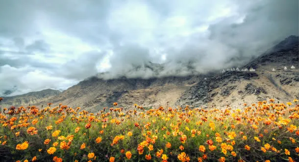 鲜花草地花朵岩石山峰免抠