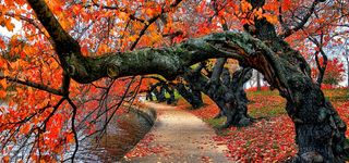 唯美风景背景高清